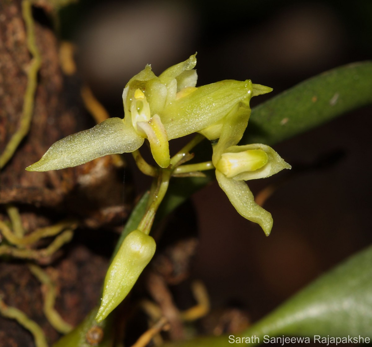 Bulbophyllum tricarinatum Petch